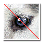 No Blue Eyes!